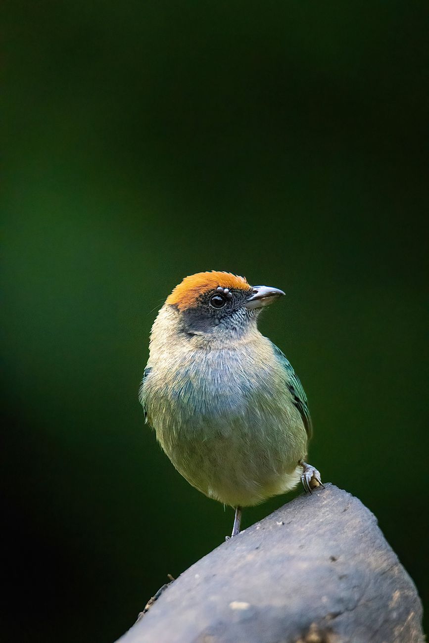 scrub tanager in close up